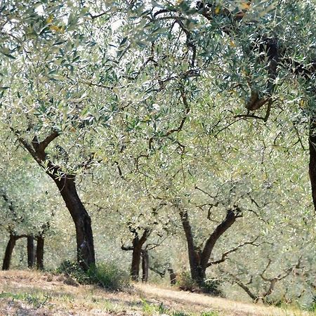 B&B Lavanda E Rosmarino Assisi Eksteriør bilde