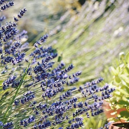 B&B Lavanda E Rosmarino Assisi Eksteriør bilde