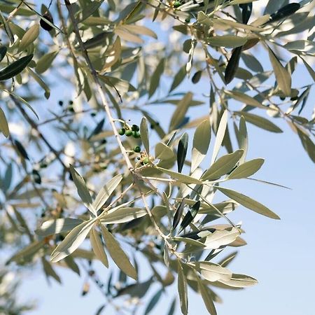 B&B Lavanda E Rosmarino Assisi Eksteriør bilde