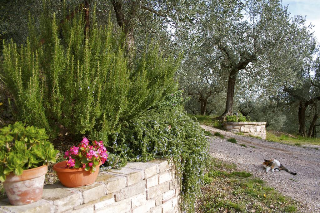 B&B Lavanda E Rosmarino Assisi Eksteriør bilde