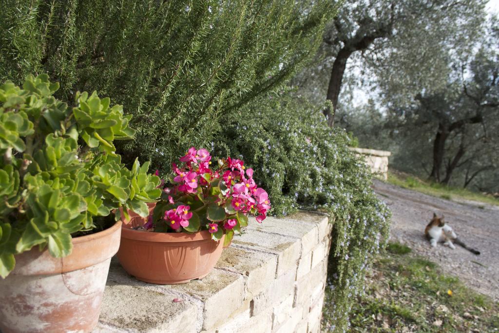 B&B Lavanda E Rosmarino Assisi Eksteriør bilde