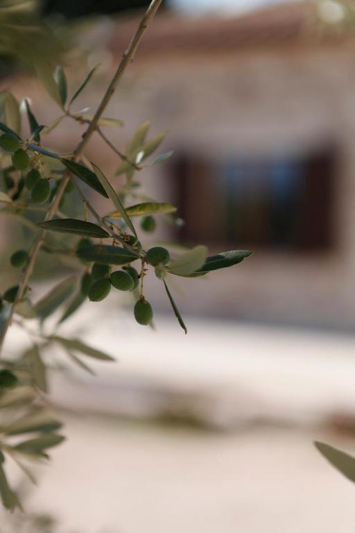 B&B Lavanda E Rosmarino Assisi Eksteriør bilde