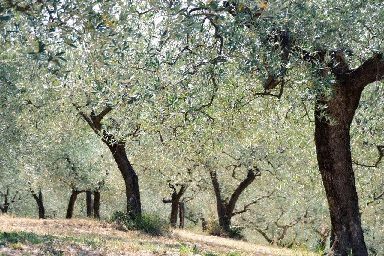 B&B Lavanda E Rosmarino Assisi Eksteriør bilde
