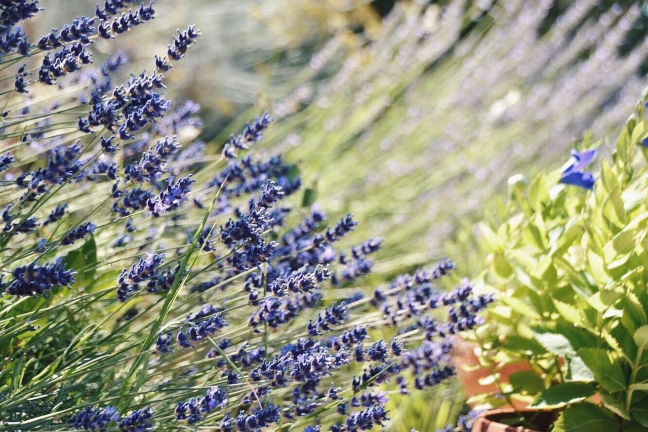 B&B Lavanda E Rosmarino Assisi Eksteriør bilde