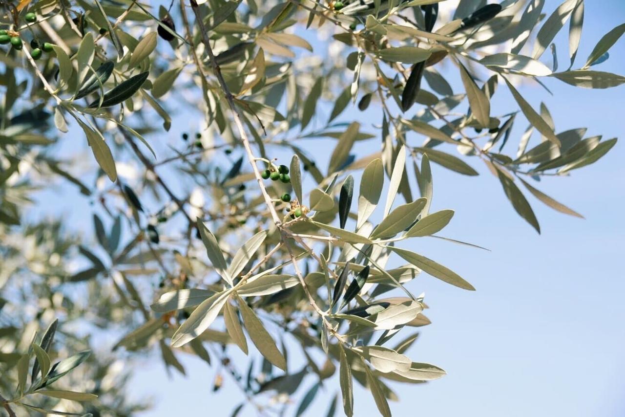 B&B Lavanda E Rosmarino Assisi Eksteriør bilde